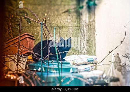 Kater am Fensterbank ,Linden ,Hannover. Stockfoto