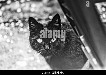 Kater am Fensterbank ,Linden ,Hannover. Stockfoto