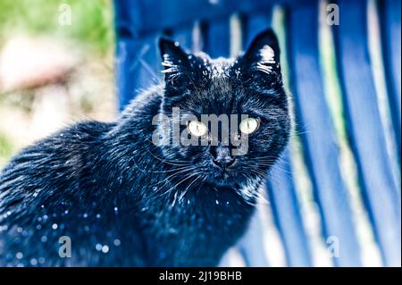 Kater am Fensterbank ,Linden ,Hannover. Stockfoto