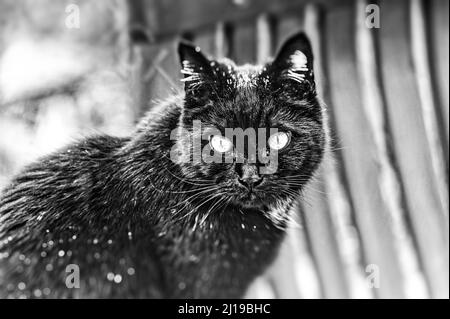 Kater am Fensterbank ,Linden ,Hannover. Stockfoto