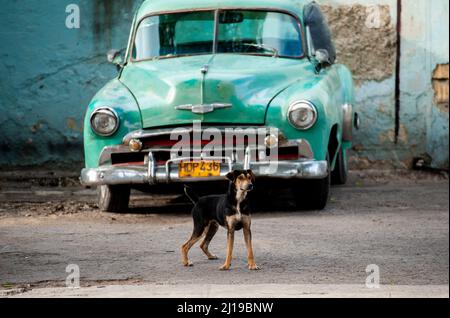 Der kubanische Straßenhund steht vor einem geparkten Auto in Havanna, Kuba. Stockfoto