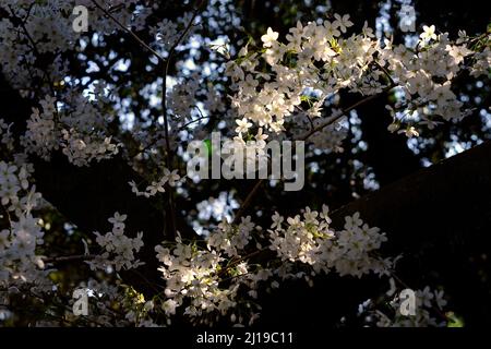 Kirschblüten im Frühling, Gegenlicht, Jahreszeit und Naturkonzept Stockfoto