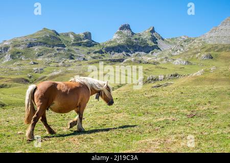 percheron Pferd mit weißer Mähne, Wandern durch eine grüne Wiese, mit felsigen Bergen im Hintergrund, an einem klaren Tag, horizontal Stockfoto