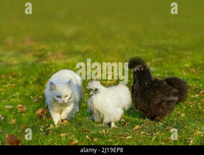 Zwei flauschige Hühner und eine weiße Katze laufen auf einer Wiese zusammen Stockfoto