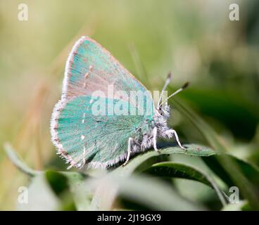 Coastal Green Hairstreak ALIAS Bramble Green Hairstreak. Point Arena, Mendocino County, Kalifornien, USA. Stockfoto