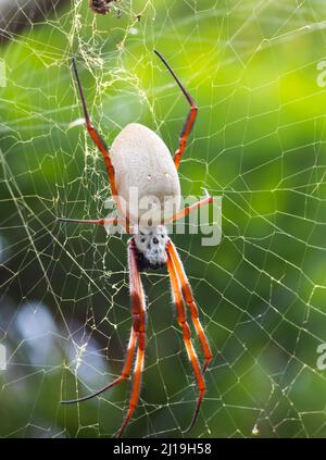 Australische Golden Orb-Weaver Spider. Nephlia edlis. Stockfoto