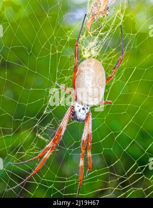 Goldene Kugel Weberspinne .Nephila edulis. Stockfoto