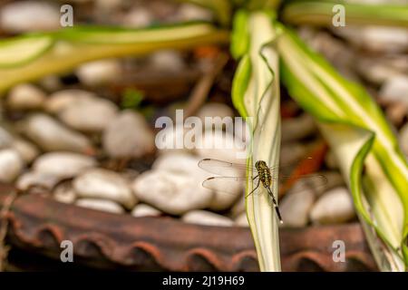 Eine grüne Libelle mit schwarzen Streifen steht auf einer Pflanze in einem Topf, der Hintergrund einer Pflanze in einem Topf Stockfoto