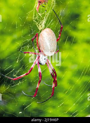 Australische goldene Kugel Weberspinne.Nephila edulis. Stockfoto