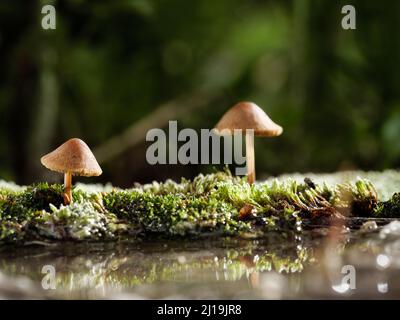 Pilze, die auf Moos wachsen, spiegeln sich im Wasser. Makrofotografie, Kopierbereich. Stockfoto