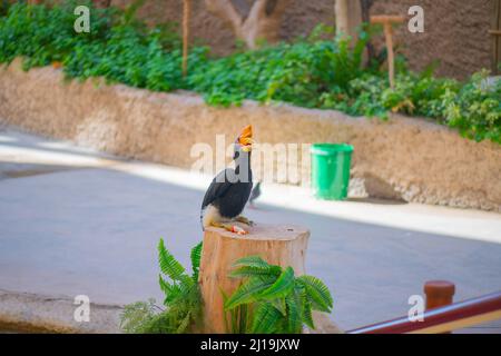 Sulawesische Kalao Vogelarten in der Hornbill Familie Stockfoto