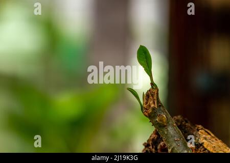 Die Knospen der wachsenden Frangipani-Pflanze aus ihren geschnittenen Stielen findet die Natur ihren eigenen Weg Stockfoto