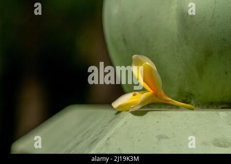 Gelbe und weiße Frangipani-Blumen fallen auf die Wand eines Gebäudes in einem Bürobereich, natürliches Konzept Stockfoto