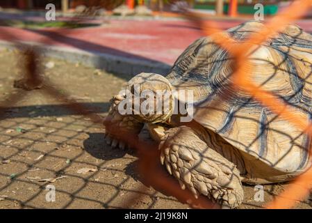 Eine riesige Schildkröte lebt im Zoo Stockfoto