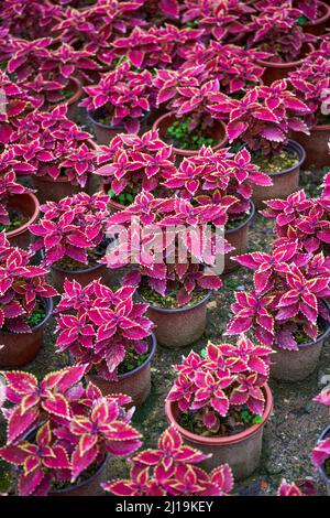 Ein Topf mit bunten Su Töpfen, die auf dem Blumenmarkt verkauft werden Stockfoto