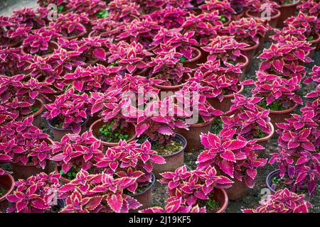 Ein Topf mit bunten Su Töpfen, die auf dem Blumenmarkt verkauft werden Stockfoto