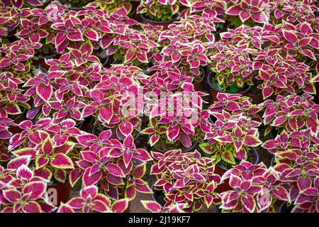 Ein Topf mit bunten Su Töpfen, die auf dem Blumenmarkt verkauft werden Stockfoto