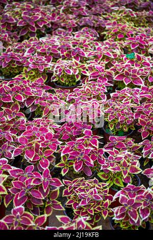 Ein Topf mit bunten Su Töpfen, die auf dem Blumenmarkt verkauft werden Stockfoto