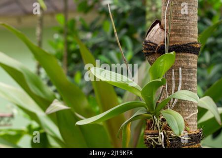 Orchideenpflanzen werden beibehalten, indem sie an Baumstämmen befestigt werden, die groß genug sind und konditioniert sind, um ihrem natürlichen Lebensraum zu ähneln Stockfoto