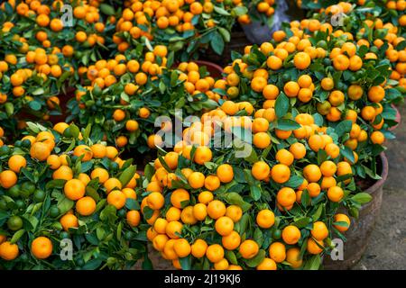 Chinesische Neujahr Zitrusbäume zum Verkauf auf dem Blumenmarkt Stockfoto