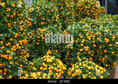 Chinesische Neujahr Zitrusbäume zum Verkauf auf dem Blumenmarkt Stockfoto