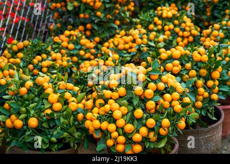 Chinesische Neujahr Zitrusbäume zum Verkauf auf dem Blumenmarkt Stockfoto