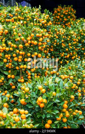 Chinesische Neujahr Zitrusbäume zum Verkauf auf dem Blumenmarkt Stockfoto