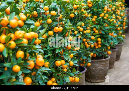 Chinesische Neujahr Zitrusbäume zum Verkauf auf dem Blumenmarkt Stockfoto