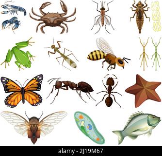 Verschiedene Arten von Insekten und Tieren auf weißem Hintergrund Illustration Stock Vektor
