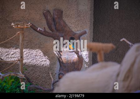 Sulawesische Kalao Vogelarten in der Hornbill Familie Stockfoto