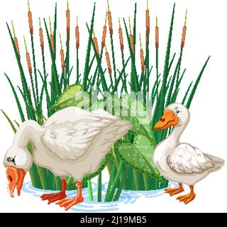 Zwei Enten stehen im Wasser Illustration Stock Vektor