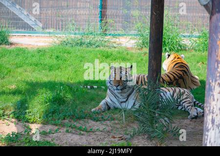 Ein bengalischer Tiger liegt unter einem Baum im Zoo Stockfoto