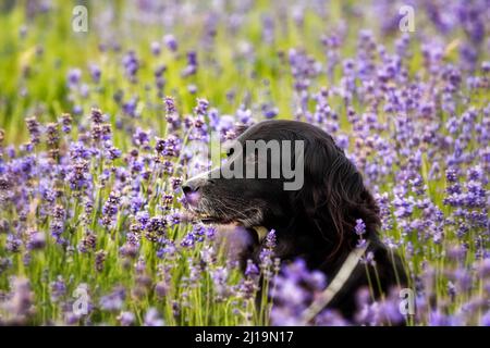 Schwarzer Hund im Lavendelfeld, Lavendelblüte, Detmold, Nordrhein-Westfalen, Deutschland Stockfoto