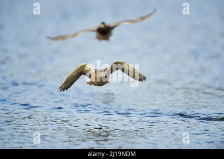 Wildente (Anas platyrhynchos) Weibchen, Start, Bayern, Deutschland Stockfoto