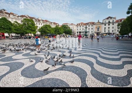 Haustaube (Columba livia f. domestica) auf der Rossio, Praca de Dom Pedro IV, Lissabon, Portugal Stockfoto