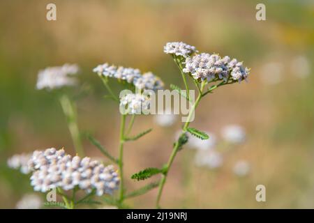 Gemeine Schafgarbe (Achillea millefolium), Blütenstände in voller Blüte im romantischen Abendlicht, Bad Hersfeld, Hessen, Deutschland Stockfoto