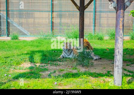 Bengaltiger liegt unter einem Baum im Zoo Stockfoto