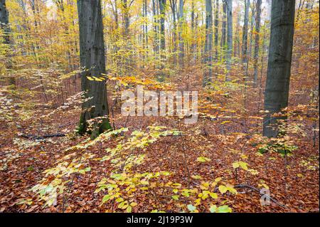 Farbenfrohe Blätter im Herbstwald der Kupferbuche (Fagus sylvatica), Nationalpark Hainich, Thüringen, Deutschland Stockfoto