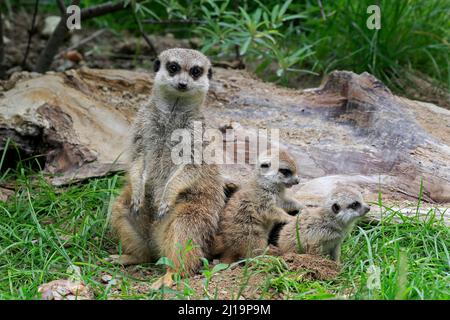 Erdmännchen (Suricata suricatta), Erwachsene, zwei Jungen, weiblich, Mutter mit Jungen, In den, gefangen Stockfoto