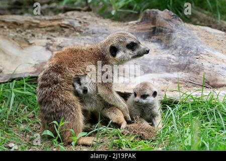 Erdmännchen (Suricata suricatta), Erwachsene, zwei Jungen, weiblich, Mutter mit Jungen, In den, gefangen Stockfoto