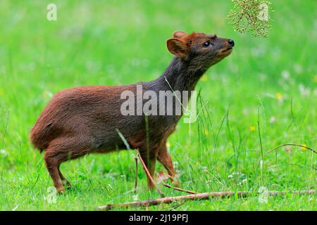 Südlicher pudu (Pudu puda), erwachsen, weiblich, Fütterung, gefangen Stockfoto