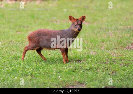 Südlicher pudu (Pudu puda), erwachsen, weiblich, gefangen Stockfoto