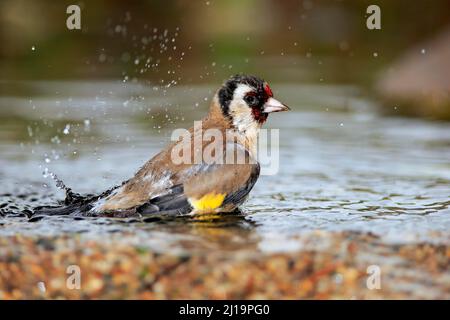 Europäischer Goldfink (Carduelis carduelis), erwachsen, männlich, baden, im Wasser, Gartenteich, Rheinland-Pfalz, Deutschland Stockfoto