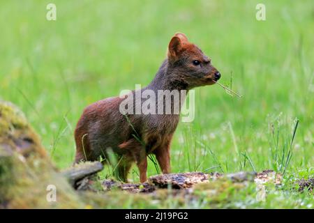 Südlicher pudu (Pudu puda), erwachsen, weiblich, Fütterung, gefangen Stockfoto