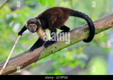 Goldbauchkaputschin (Sapajus xanthosternos), erwachsen, auf Baum, Werkzeug verwendend, gefangen Stockfoto