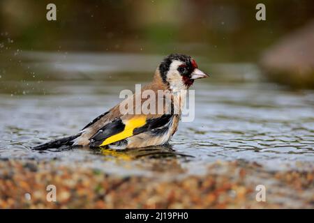 Europäischer Goldfink (Carduelis carduelis), erwachsen, männlich, baden, im Wasser, Gartenteich, Rheinland-Pfalz, Deutschland Stockfoto