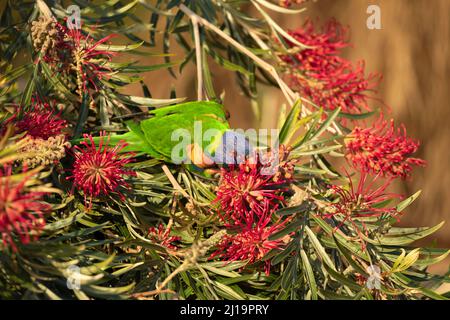 Regenbogenlorikeet (Trichoglossus moluccanus), ein ausgewachsener Vogel, der sich von einer roten Seideneiche (Alloxylon Flammeum) ernährt, Sydney, New South Wales Stockfoto