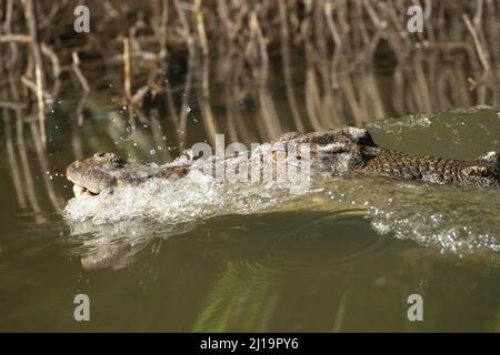 Salzwasserkrokodil (Crocodylus porosus), ein Erwachsener, der über einen Fluss, den Daintree River, Queensland, Australien, quert Stockfoto