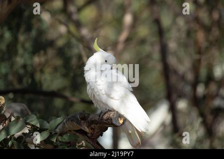 Ein ausgewachsener Vogel mit Schwefel-Haubenkakatoo (Cacatua galerita), der sich in einem Baum aufpflanzt, Kennet River, Victoria, Australien Stockfoto