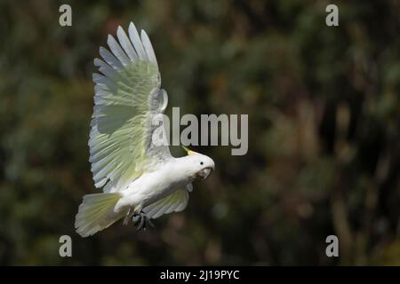 Ausgewachsener Vogel im Flug, Kennet River, Victoria, Australien Stockfoto